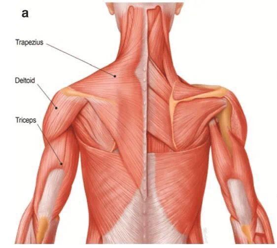 和全部胸椎棘突,肌纤维向外侧集中,止于锁骨的外侧1/3,肩峰和肩胛冈